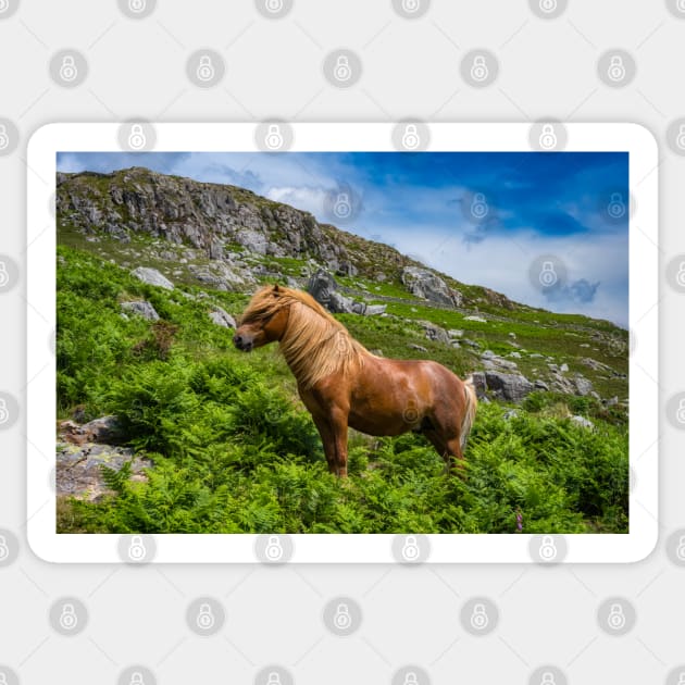 Welsh Mountain Pony Sticker by Adrian Evans Photography